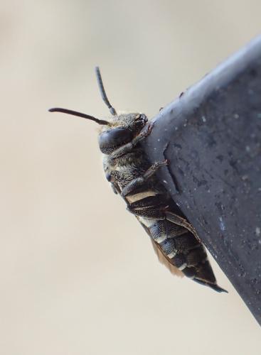 Réf. 192 713 : Coelioxys sp.
